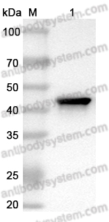 Anti-MBP Tag Antibody (B48)